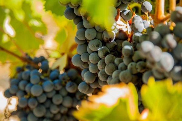 MG_2218 FOnd Cuvée Domaine Alain Chabanon